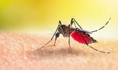  ডেঙ্গু : চট্টগ্রামে মৃত্যু ২, হাসপাতালে ভর্তি ২২৪