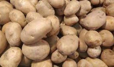 আড়তদাররা আলুর কৃত্রিম সংকট সৃষ্টি করছে