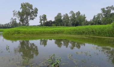 যমুনায় ৩ দফা পানি বেড়ে ৫ কোটি টাকার ফসল নষ্ট