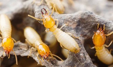 মেয়ের বিয়ের ১৮ লাখ টাকা গেল উইপোকার পেটে