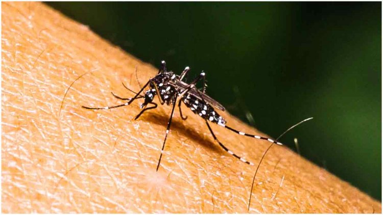 ডেঙ্গুতে ১৪ জনের মৃত্যু, হাসপাতালে ২৯৯৩