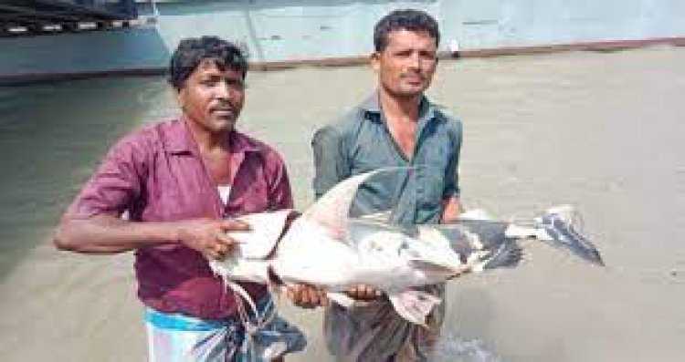 পদ্মার এক পাঙাশ সাড়ে ২৫ হাজারে বিক্রি