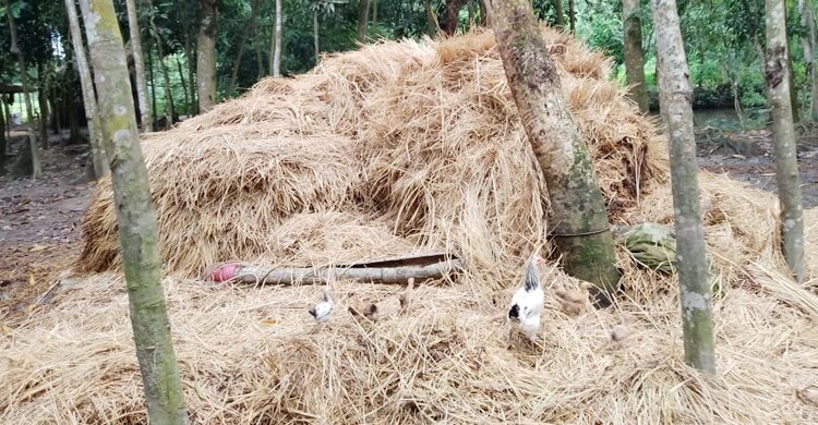 ফেনীতে খড়ের গাদায় চাপা পড়ে ৩ জনের মৃত্যু