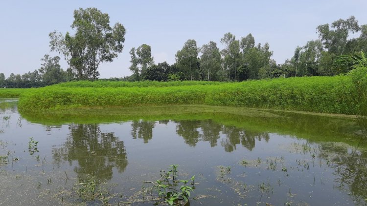 যমুনায় ৩ দফা পানি বেড়ে ৫ কোটি টাকার ফসল নষ্ট