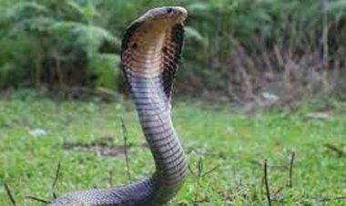 রাজবাড়ী‌তে সা‌পের কাম‌ড়ে কৃষ‌কের মৃত্যু