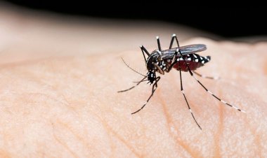 খুলনায় ডেঙ্গুতে একজনের মৃত্যু, হাসপাতালে ভর্তি ৪৩৬