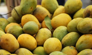 সংরক্ষণের অভাবে নষ্ট হয় ৩০ শতাংশ আম