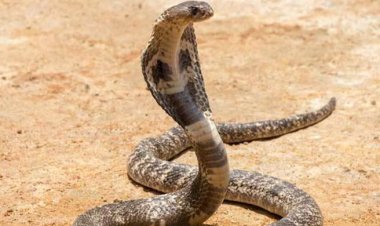 ঝালকাঠিতে সাপের কামড়ে গৃহবধূর মৃত্যু