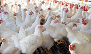 কাজী ফার্মস ও সাগুনাকে সা‌ড়ে ৮ কোটি টাকা জরিমানা