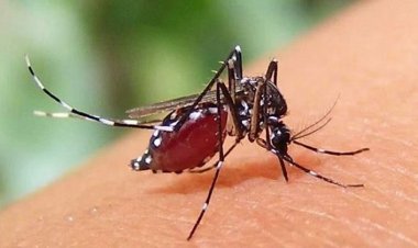 ডেঙ্গুতে আরো ১৩ জনের মত্যু