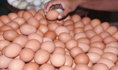 বিশ্ব ডিম দিবস আজ