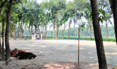 ৩২ বছরের পুরোনো বিদ্যালয় এখন অস্তিত্বহীন, ভোগান্তিতে শিক্ষার্থীরা