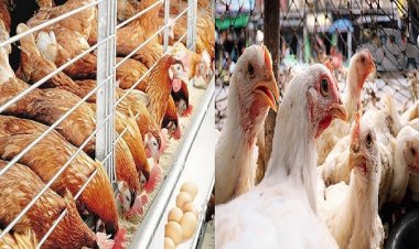 লোকসানে মুরগি পালন ছেড়ে দিচ্ছেন খামারিরা