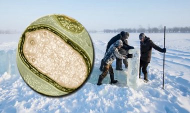 জোম্বি ভাইরাসের  ঘুম ভাঙলো ৫০ হাজার বছর পর , আশঙ্কা মহামারির