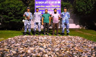 মাটিতে পুঁতে ফেলা হলো ১১০০ কেজি চিংড়ি