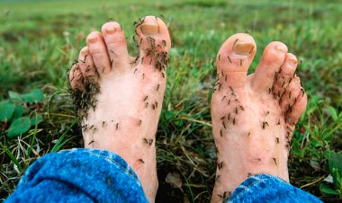 মশা কি আপনাকে বেশি কামড়ায়?