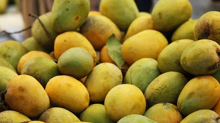 সংরক্ষণের অভাবে নষ্ট হয় ৩০ শতাংশ আম