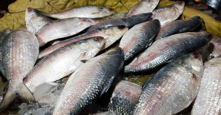 মধ্যরাত থেকে ২২ দিন ইলিশ ক্রয়-বিক্রয় নিষেধ