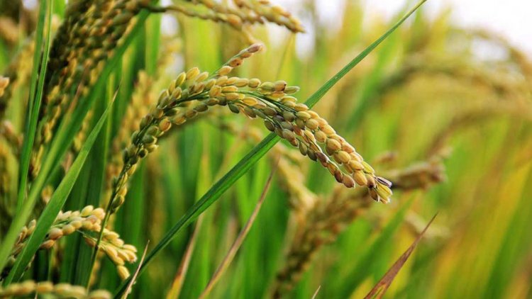 বোরো হাইব্রিড ধানের উৎপাদন বাড়াতে ৯০ কোটি টাকার প্রণোদনা