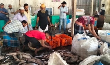 চাঁদপুর মাছঘাটে আসছে ইলিশ, ফিরেছে কর্মচাঞ্চল্য
