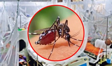  বরিশালে ডেঙ্গু আক্রান্ত বৃদ্ধের মৃত্যু, নতুন শনাক্ত ২৩৬