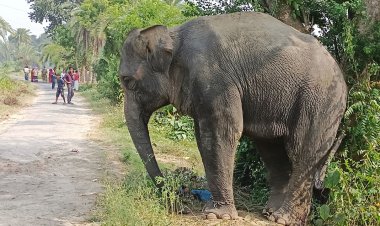 হাতির আক্রমণে শিশুসহ প্রাণ গেল দুইজনের 