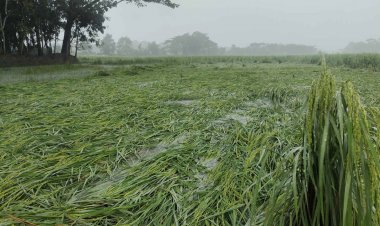 ঘূর্ণিঝড় মিধিলি: পটুয়াখালীতে ফসলের ব্যাপক ক্ষয়ক্ষতির আশঙ্কা
