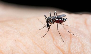 ডেঙ্গুতে ১২ জনের মৃত্যু, হাসপাতালে ৭৫৯