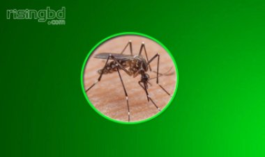 বরিশালে ডেঙ্গু আক্রান্ত নারীর মৃত্যু: নতুন শনাক্ত ১০৩