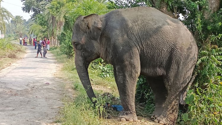 হাতির আক্রমণে শিশুসহ প্রাণ গেল দুইজনের