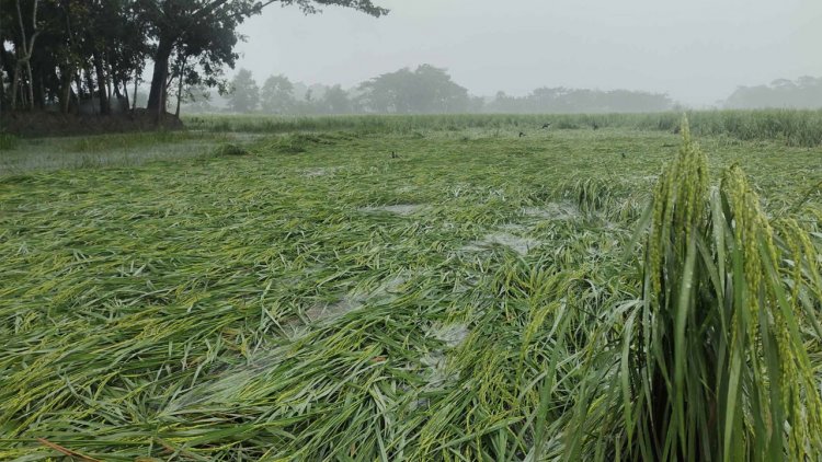 ঘূর্ণিঝড় মিধিলি: পটুয়াখালীতে ফসলের ব্যাপক ক্ষয়ক্ষতির আশঙ্কা