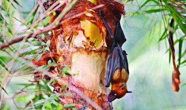 নিপাহ ভাইরাসে আক্রান্ত ১৪ রোগীর দশজনই মারা গেছে