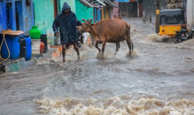 ভারী বর্ষণে তামিলনাড়ুতে বন্যা, স্কুল-কলেজ বন্ধ