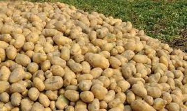 পর্যাপ্ত সরবরাহ তবুও বাড়ছে আলুর দাম