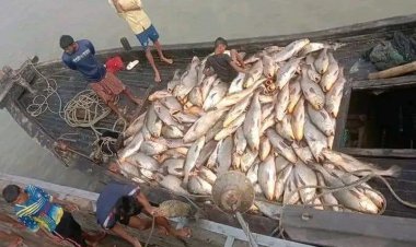 সাগরে ধরা পড়া ১৫৯টি পোপা মাছ ৩০ লাখ টাকায় বিক্রি