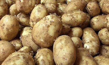 সেঞ্চুরির পথে আলু!