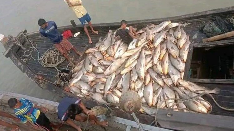 সাগরে ধরা পড়া ১৫৯টি পোপা মাছ ৩০ লাখ টাকায় বিক্রি