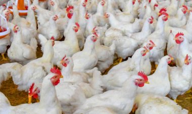 ফের ব্রয়লার মুরগির কেজি ২০০ টাকা