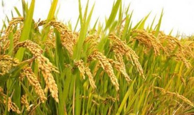 অনুমোদন পেল নতুন দুই ধানের জাত