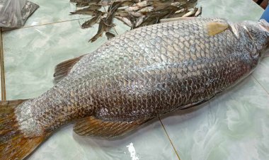  কলাপাড়ায় ২০ কেজির কোরাল বিক্রি হলো ২১ হাজারে