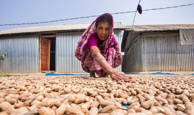 জলবায়ুর পরিবর্তনের প্রভাবে বদলেছে ১৭ ভাগ কৃষকের চাষাবাদের ধরন