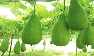 পুষ্টিগুণে ভরা লাউ