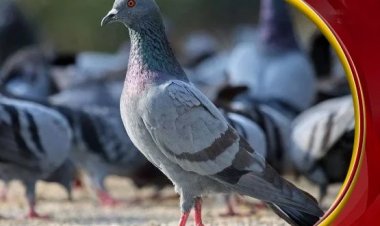 গুপ্তচরবৃত্তির সন্দেহে চিনা ‘পায়রা’ আটক!