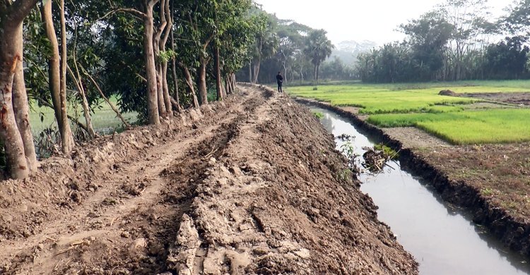 কৃষিজমির মাটি কেটে রাস্তা বানাচ্ছেন ঠিকাদার