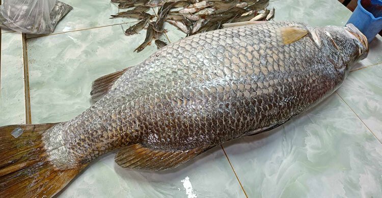 কলাপাড়ায় ২০ কেজির কোরাল বিক্রি হলো ২১ হাজারে