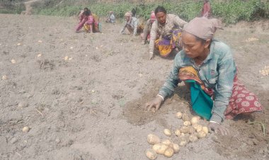 আমদানির খবরে হু হু করে কমছে আলুর দাম