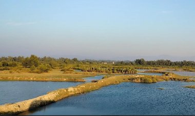 টেকনাফ সীমান্তে চাপা আতঙ্ক, চিংড়ি ঘের নিয়ে বিপাকে মৎস্য চাষিরা