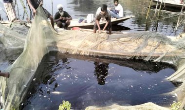  চিনিকলের বর্জ্য নদীতে, মরে ভেসে উঠছে মাছ