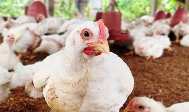 ১৫ দিনে মুরগির দাম কেজিতে বেড়েছে ৪০ টাকা