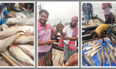 সুন্দরবনে জেলের জালে মাছের ঝাঁক, সোয়া ৪ লাখে বিক্রি